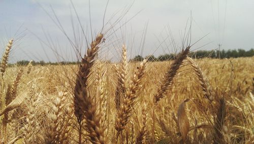 Wheat field