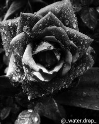 Close-up of water drops on rose