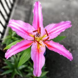 Close-up of pink day lily blooming outdoors