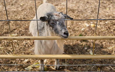 A goat is loitering behind a fence in his enclosure at a fall harvest farm fest