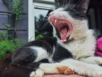 Close-up of cat yawning