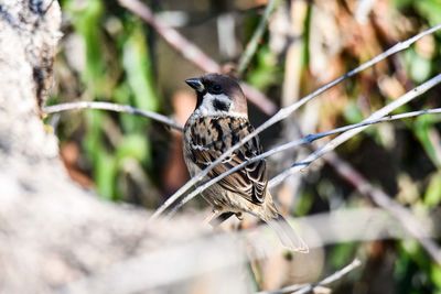 Close-up of bird perching on branch