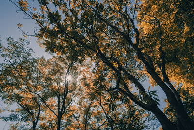 Low angle view of cherry blossom tree during autumn