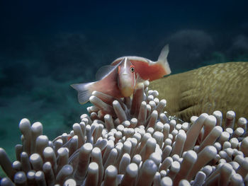 Close-up of fish swimming in sea