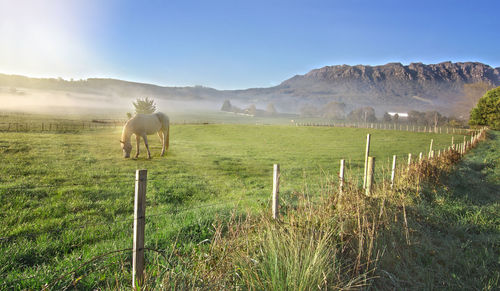 Horses in a field