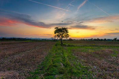 Trees on grassy field