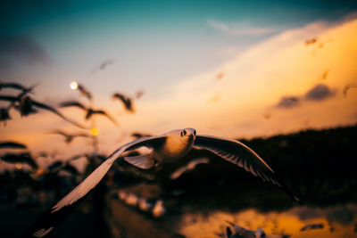 Close-up of bird flying against sky during sunset