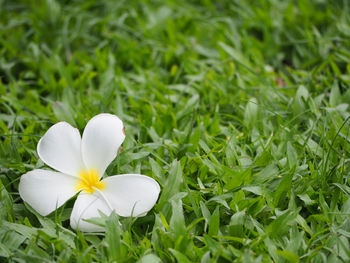 Close-up of frangipani blooming on field