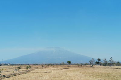 Scenic view of field against clear blue sky