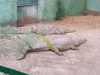 High angle view of lizard