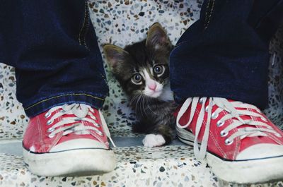 Low section of man with kitten sitting on steps