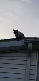 Low angle view of cat sitting on roof against sky