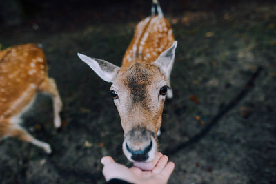 Deer licking human hand