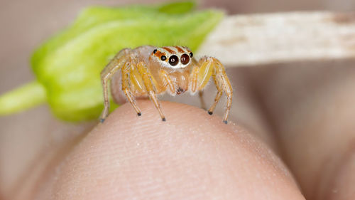 Close-up of insect on hand