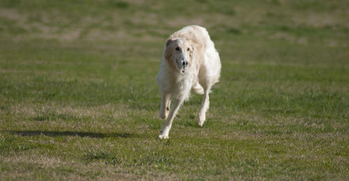 Dog running in field