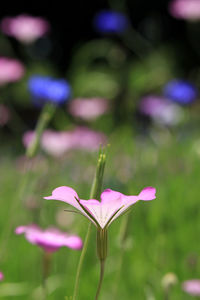 Close-up of purple flowering plant