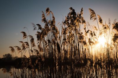 Low angle view of plants against sky during sunset