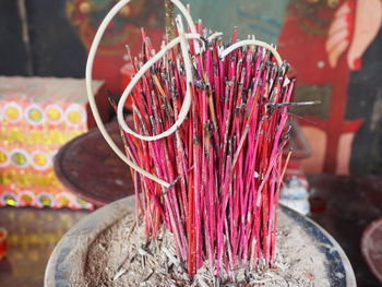 Close-up of succulent plant in temple