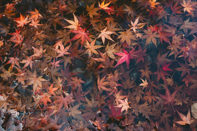 Full frame shot of autumn leaves