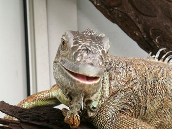 Close-up of lizard