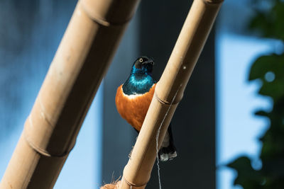 Close-up of bird perching on metal