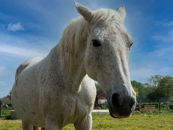 Horse on field against sky