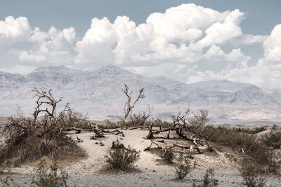 Scenic view of desert against sky