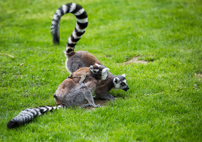 Lemurs on grass