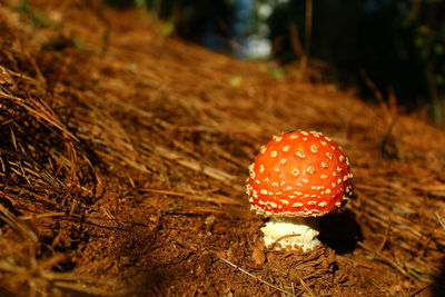 Close-up of fly agaric mushroom on field