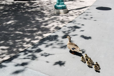 High angle view of ducks in city