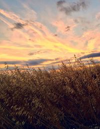 Scenic view of field against sky during sunset