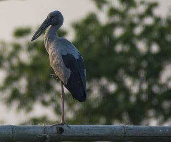 Close-up of bird perching on railing