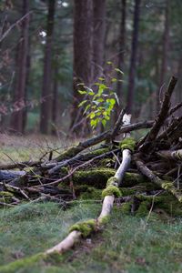 Trees in forest