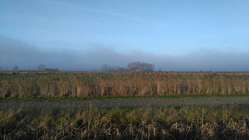 Scenic view of field against sky