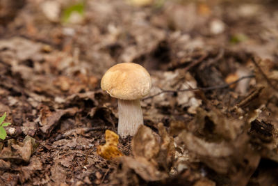 Close-up of mushroom growing in forest