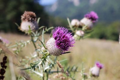 Close-up of flower against blurred background