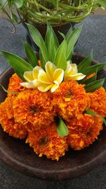 Close-up of orange flowers