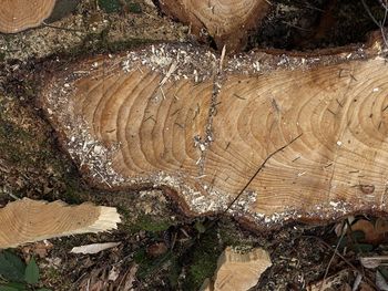 High angle view of tree stump in forest