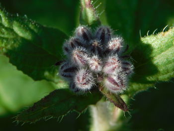 Close-up of plant