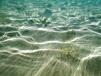 Seaweed and fish in sea
