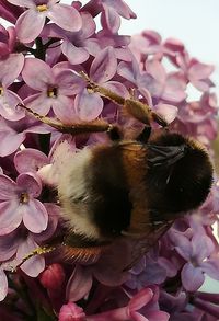 Close-up of cherry blossom flowers