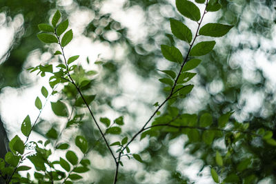 Low angle view of fresh green plants