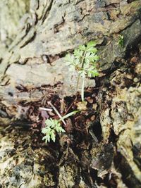 Close-up of lichen on tree trunk