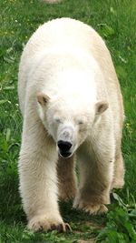Close-up of sheep on field