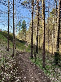 Trees growing on field in forest against sky
