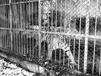 View of horse in cage at zoo