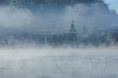 Trees in city during foggy weather