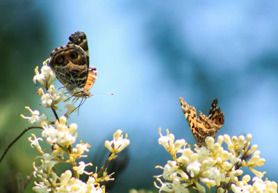 Close-up of insect on flower