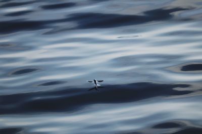 High angle view of bird in lake