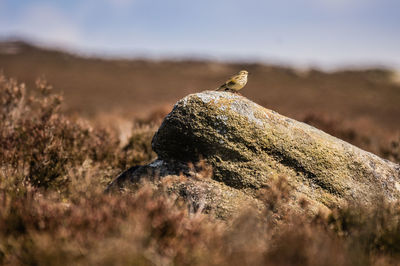 Bird perching on rock at field